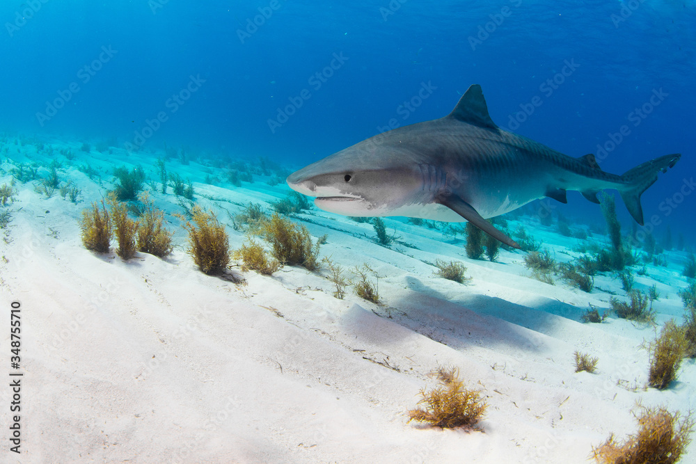 Fototapeta premium Tiger Shark swimming arround