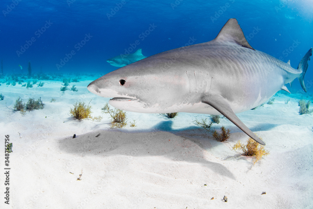 Fototapeta premium Tiger Shark swimming arround