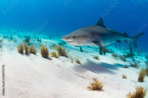 Tiger Shark swimming arround