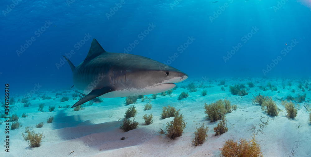 Naklejka premium Tiger Shark swimming arround