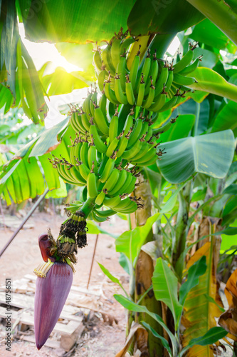 Banana flower with green bananas on plantation