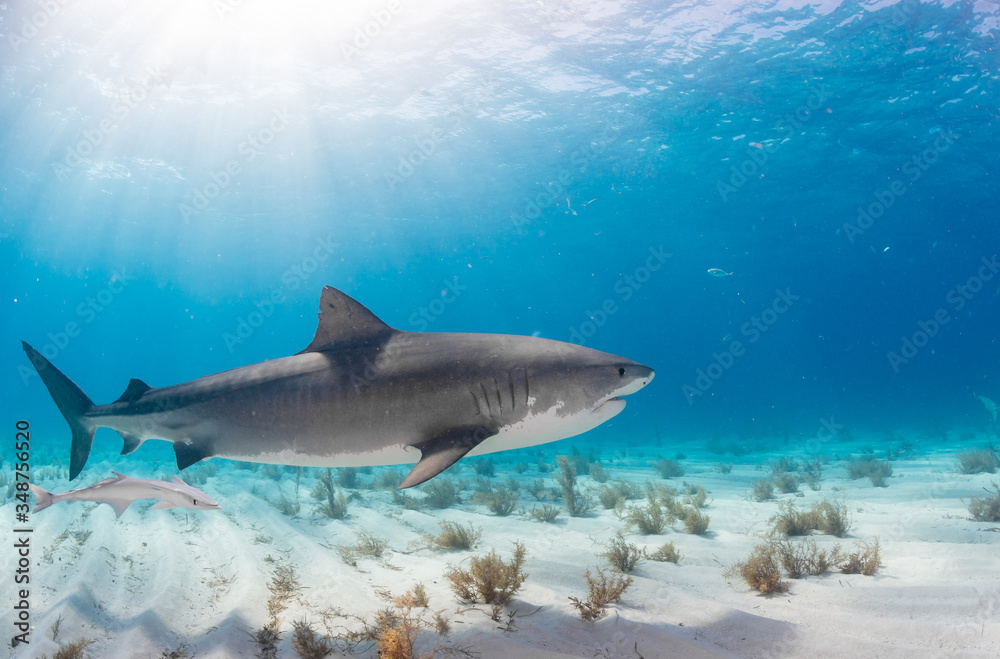 Fototapeta premium Tiger Shark swimming arround