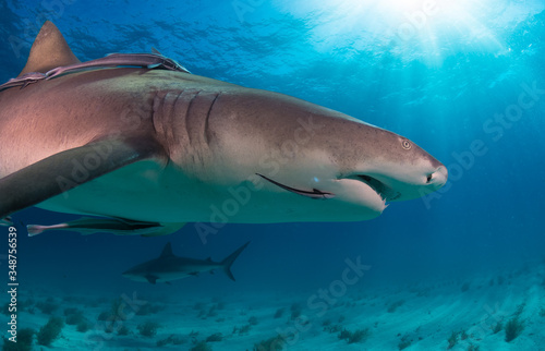 Sharks swimming arround