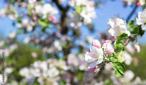White and pink apple tree flowers in springtime. Blurred floral background. Apple blossom in early spring. © valentinamaslova