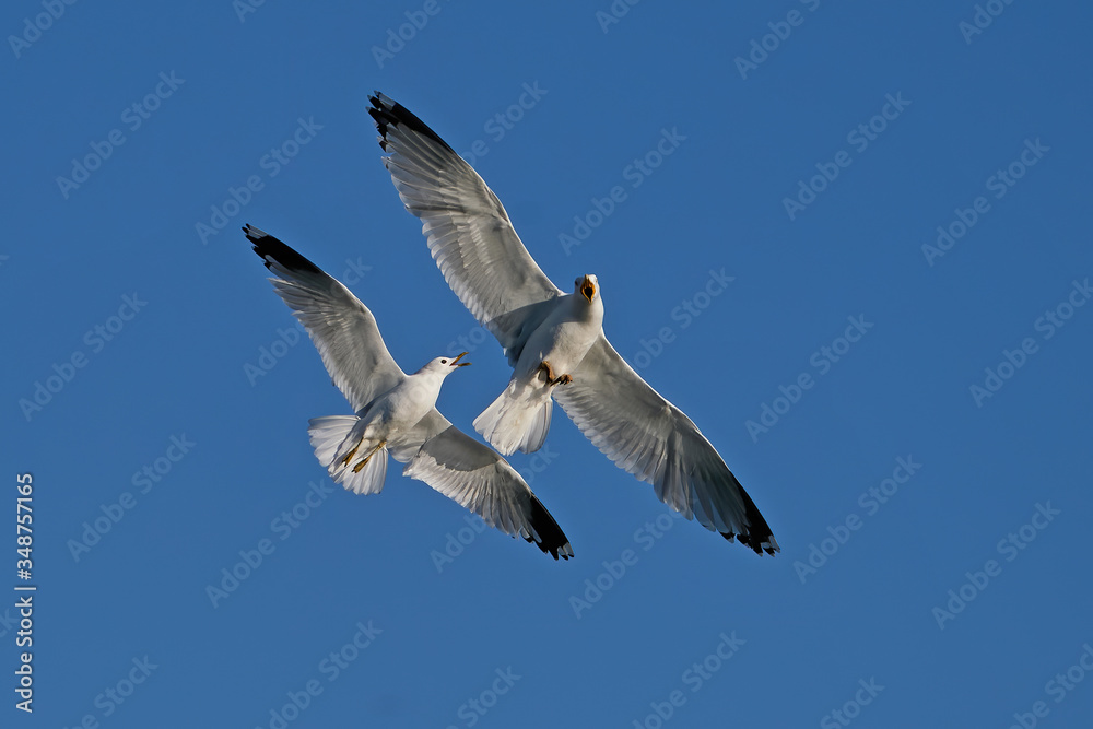 Obraz premium Common gull (Larus canus) and European herring gull (Larus argentatus)