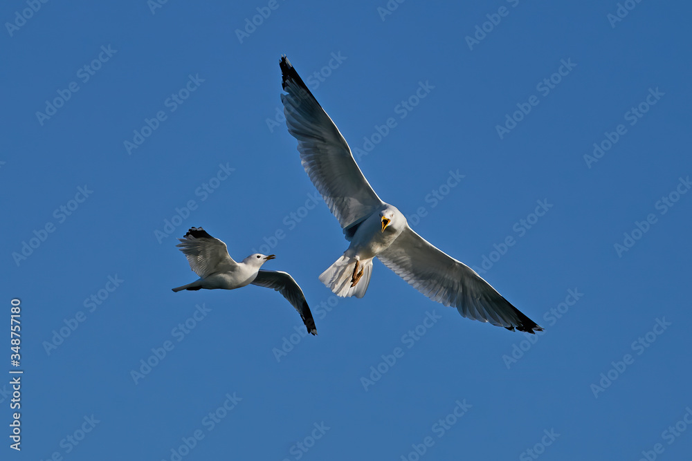 Common gull (Larus canus) and European herring gull (Larus argentatus)