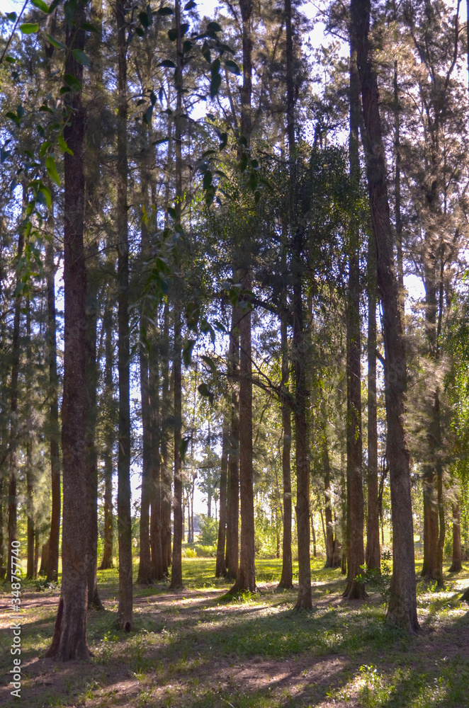 Obraz premium forest in autumn