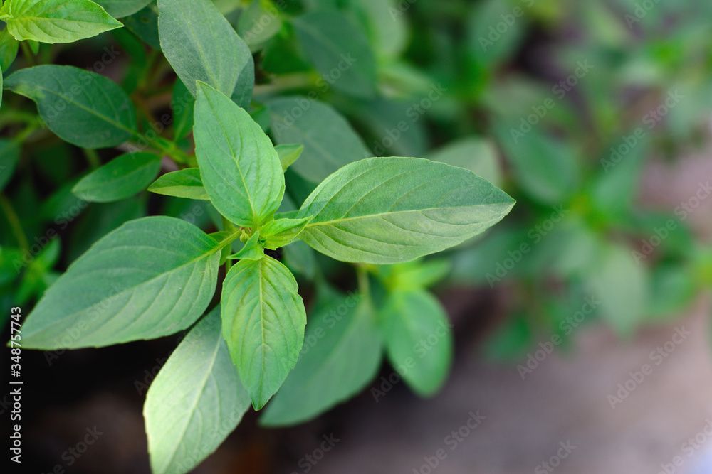 Basil green leaves with natural background. Basil green leaves with natural background.
