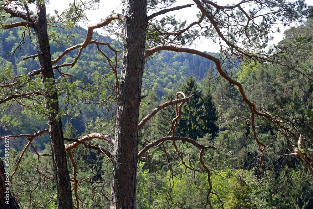 Fototapeta premium im Pfälzer Wald