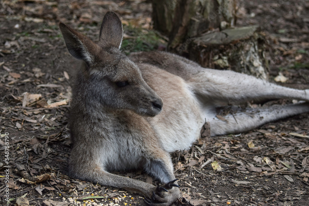 kangaroo in the grass