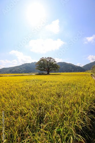 Autumn landscape with yellow rice field and big zelkova. Chungcheongbuk-do, South Korea