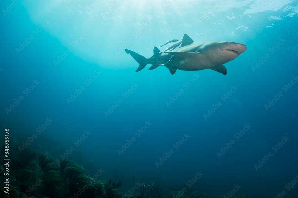 Obraz premium Sharks swimming arround