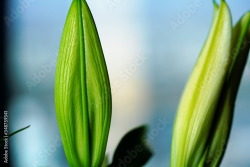 two green lily on blue background