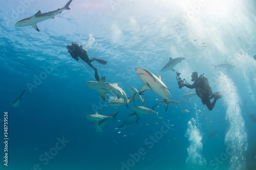 Fototapeta Naklejka Na Ścianę i Meble -  Sharks swimming arround
