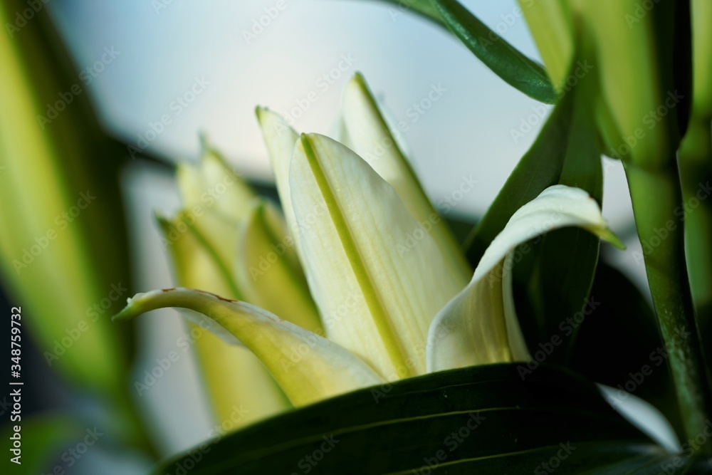 lily of the valley in the garden lily of the valley in the garden