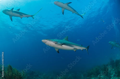 Reef Sharks swimming