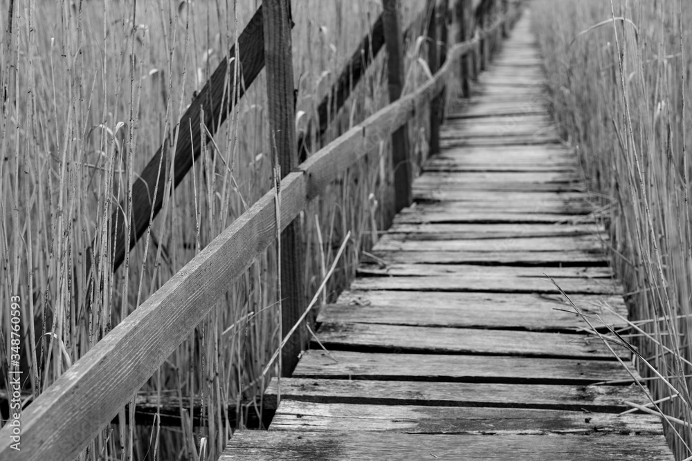 walk on the bridge through the reeds on a beautiful autumn day