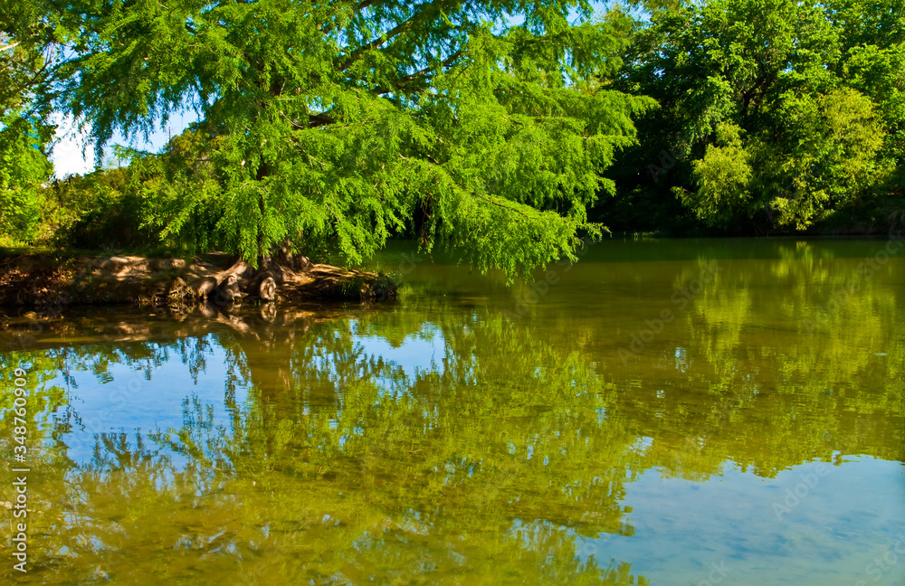 Bald Cypress Trees (Taxodium distichum) on The Shore of of The Blanco River, Blanco State Park, Blanco, Texas, USA Bald Cypress Trees (Taxodium distichum) on The Shore of of The Blanco River, Blanco State Park, Blanco, Texas, USA