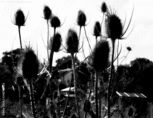 Canvas Print Dried Thistles Against Sky