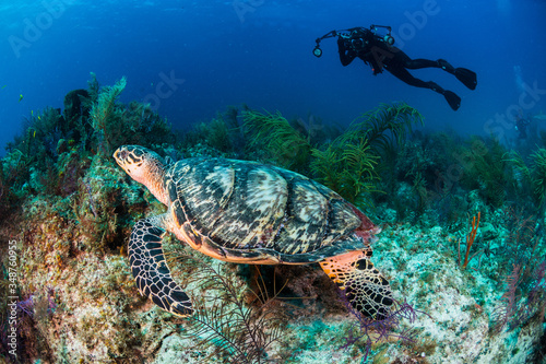 Fototapeta Naklejka Na Ścianę i Meble -  Green Turtle swimming