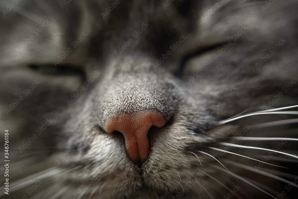 cat's nose macro photo close up