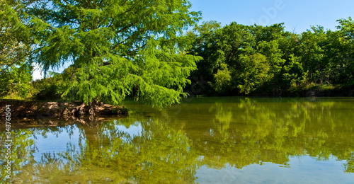 Bald Cypress Trees  Taxodium distichum   on The Shore of of The Blanco River  Blanco State Park  Blanco  Texas  USA