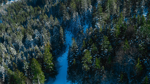 Large coniferous forest at the foot of the Alpine mountains. The crowns of green trees are covered with snow. Te