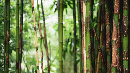 Bamboo Tree Green Bamboo Forest background