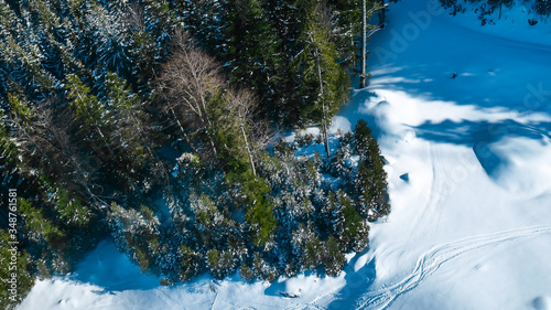 Large coniferous forest at the foot of the Alpine mountains. The crowns of green trees are covered with snow. Template. The concept of traveling and skiing or snowboarding. 