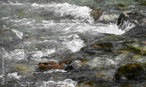 Stones in the river. Creek and sand bottom. Mountain river with clear water, waves on the surface of the water, transparent bottom. The river washes beautiful stones at the bottom. Closeup.