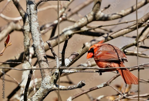 The northern cardinal is a bird in the beautiful. The photo was taken on a fence.   © Jitka