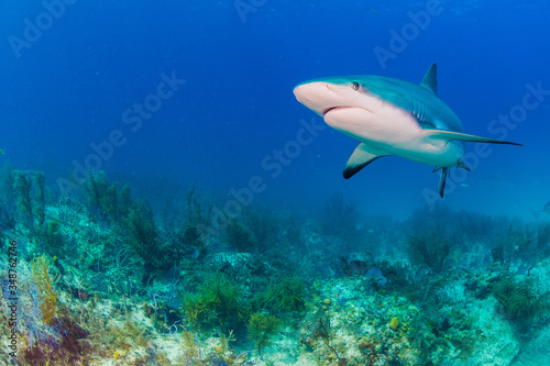 Reef Sharks swimming © yoshinori