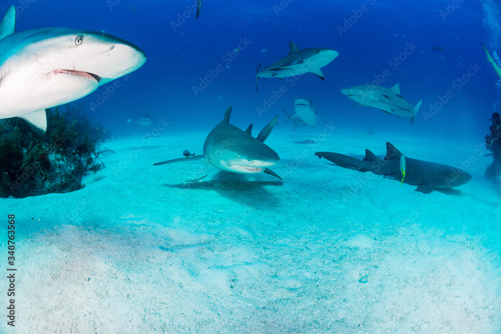 Obraz premium Sharks swimming arround