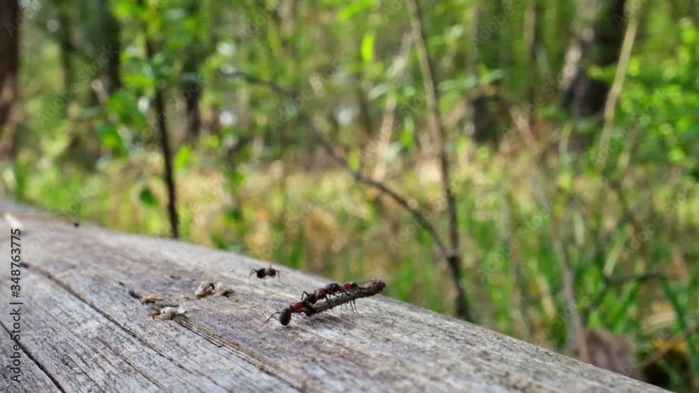 Close super slow motion side / top view. Two ants are carrying a wooden stick in teamwork. Fallen dead log on high grass lying in the woods on a sunny day.