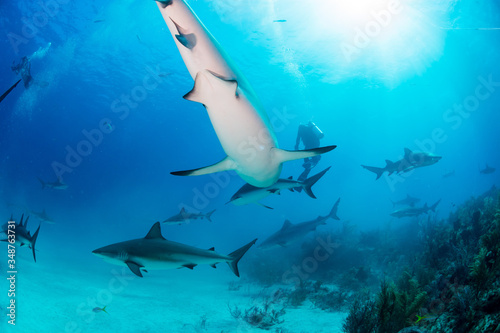 Fototapeta Naklejka Na Ścianę i Meble -  Reef Sharks swimming