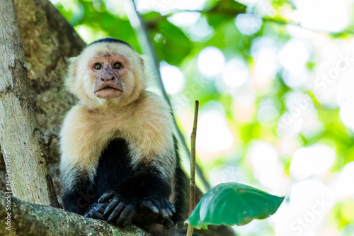 White faced capuchin looking into the distance