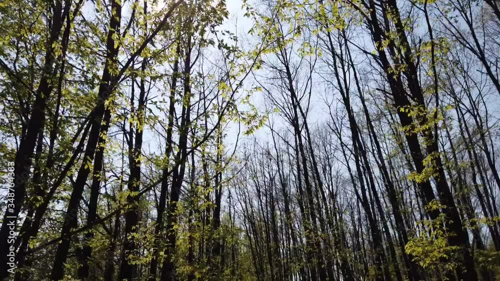 Taking a trip through the forest. Hyperlapse of riding through the forest. Taking a trip through the forest. Hyperlapse of riding through the forest.