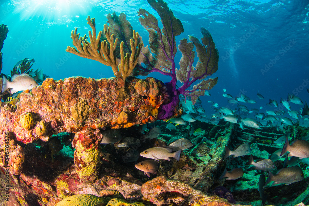 Obraz premium Coral Reefs