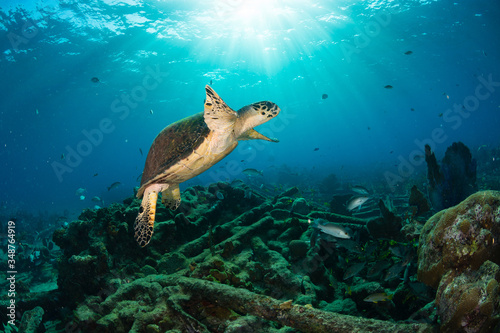 Green Turtle swimming