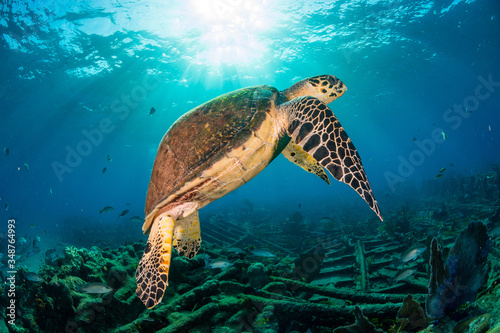 Green Turtle swimming