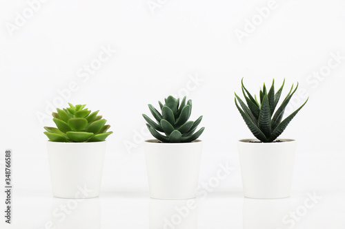 artificial haworthia limifolia and succulent plant in pot on white
