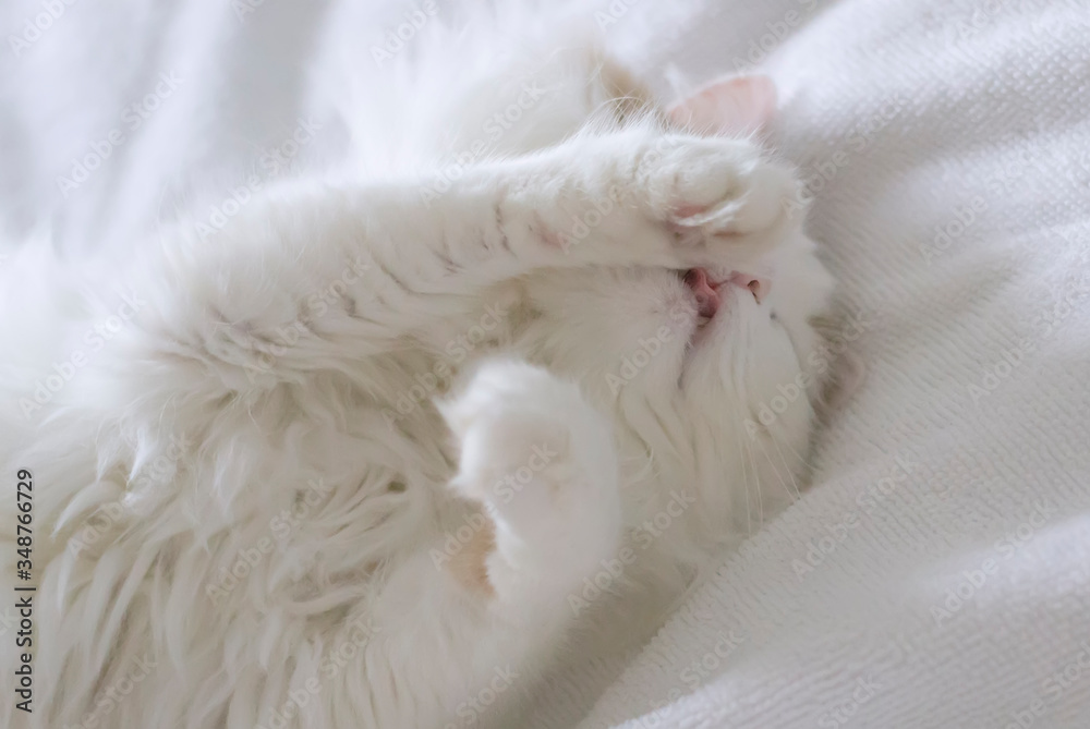 Cute domestic cat with golden eyes lies on its back. Close-up on a white bedspread Cute domestic cat with golden eyes lies on its back. Close-up on a white bedspread