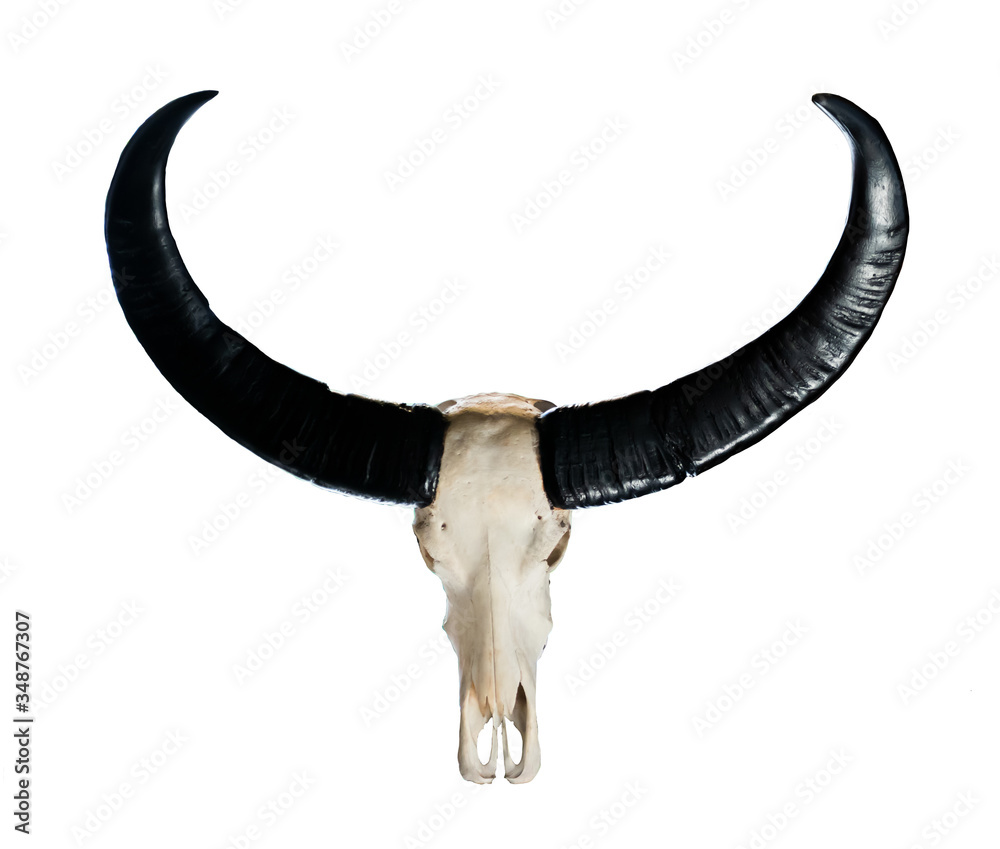 Naklejka premium The buffalo skull Taxidermy