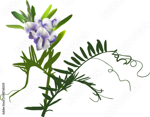wild plant with violet flowers and curls isolated on white