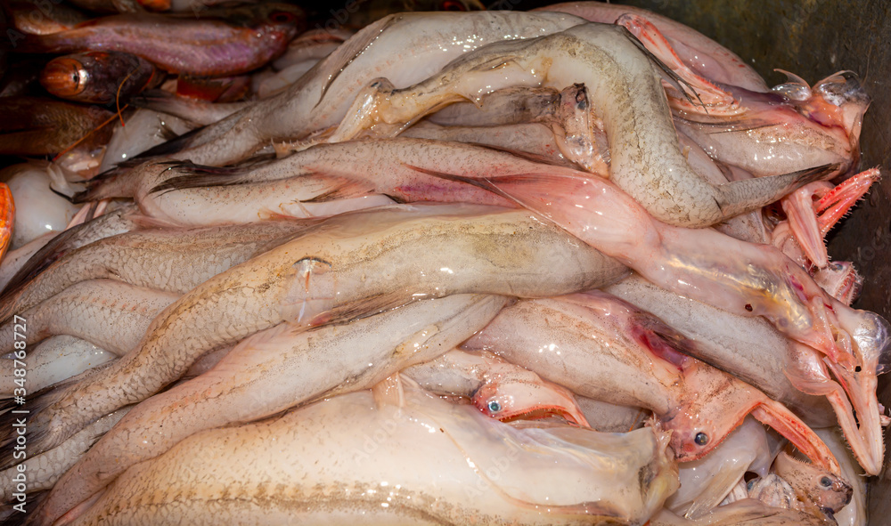 Bombay duck or bummalo or harpadon nehereus fishes in a metallic container. Bombay duck or bummalo or harpadon nehereus fishes in a metallic container.