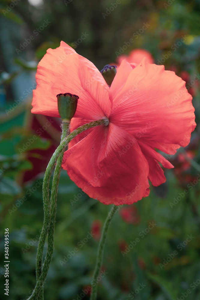 Fototapeta premium red poppy in the garden. Summer backdrop of defocus pink poppy flower petals and green seed box closeup on foreground