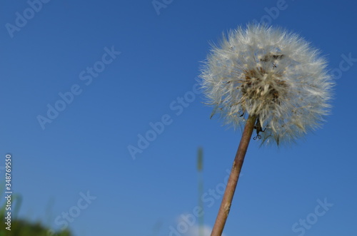 dandelion against blue sky