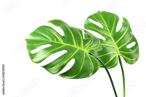 Artificial monstera leaves isolated on white
