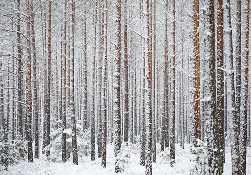Unusual late spring snow covered forest trees