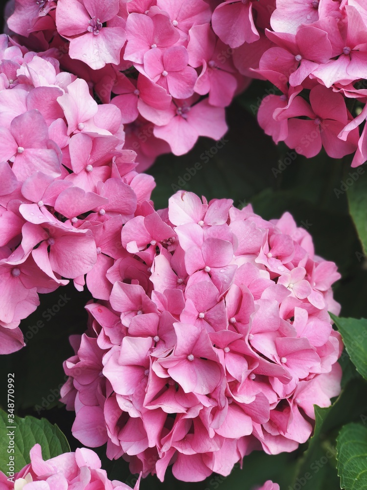 pink hydrangea flowers close up